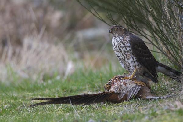 Photo of Accipiter cooperii by <a href="http://www.peterllewellyn.com">Peter Llewellyn</a>